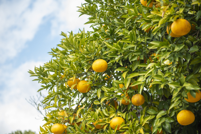 Oranges fruits in Jeju farm